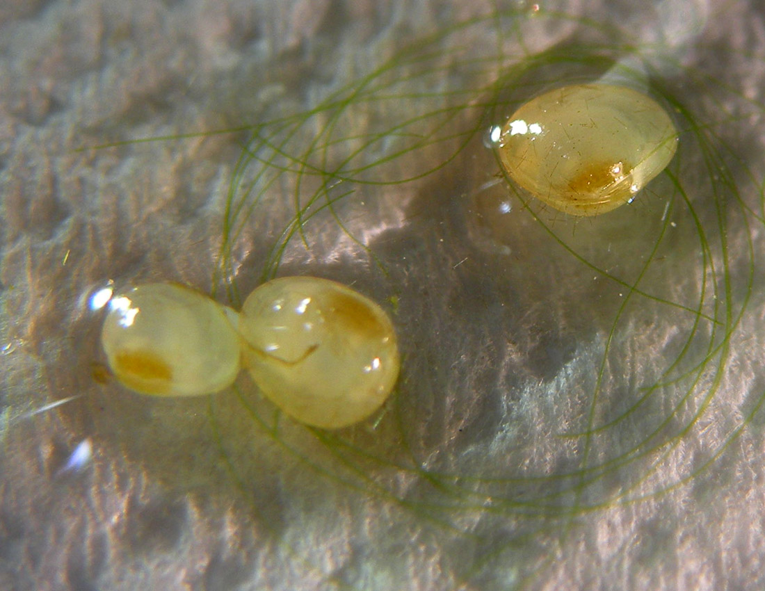 Piccolo bivalve in una fontana